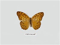 藏品(琺蛺蝶)的圖片